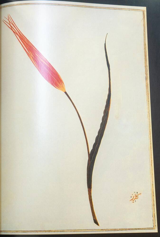 18.Asırda Lale - The Tulip