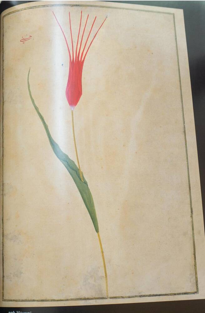 18.Asırda Lale - The Tulip
