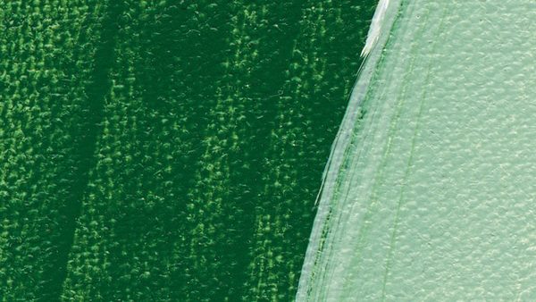 Schmincke Akademie Acrylic Paint 120 ml 552 Leaf Green