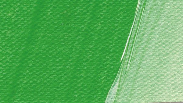 Schmincke Akademie Acrylic Paint 120 ml 554 Permanent Green