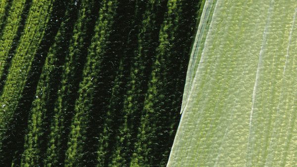 Schmincke Akademie Akrilik Boya 120 ml 560 Sap Green