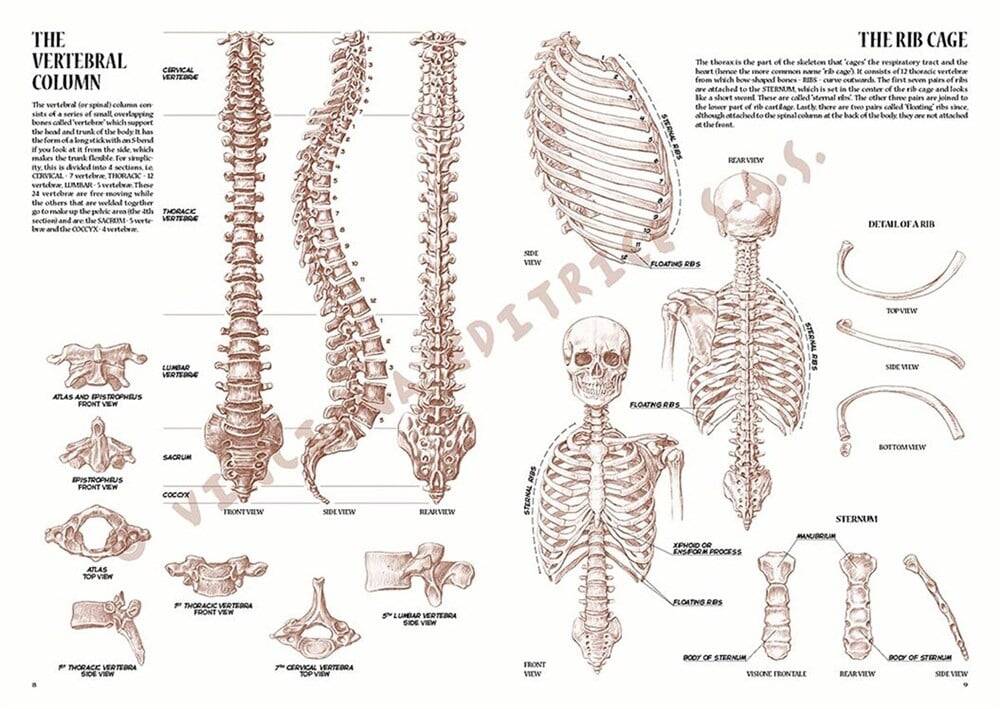 Leonardo Collection Drawing Book Anatomy For Artist N: 4 Anatomy For Painters N: 4