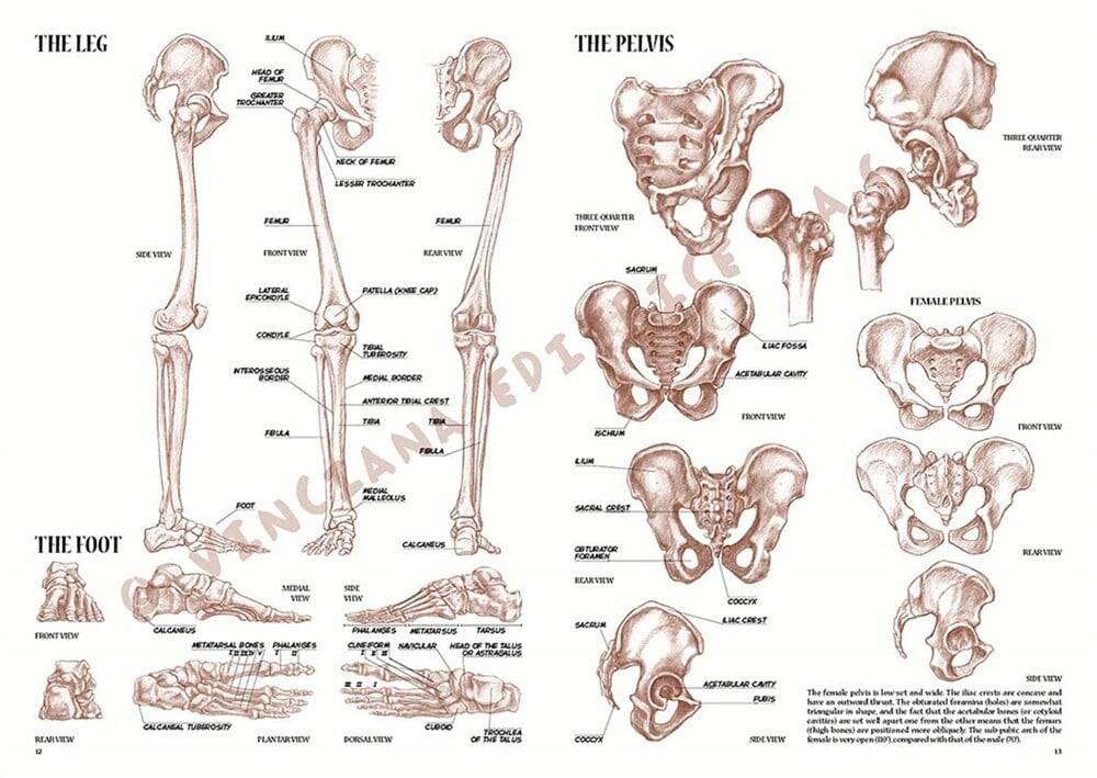 Leonardo Collection Drawing Book Anatomy For Artist N: 4 Anatomy For Painters N: 4