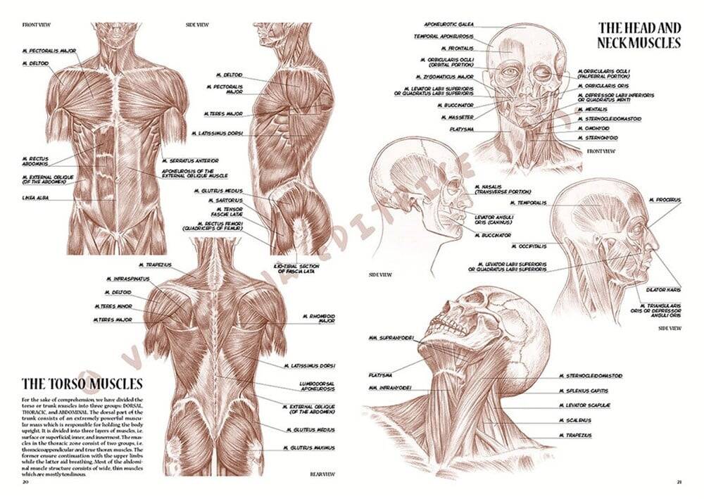 Leonardo Collection Drawing Book Anatomy For Artist N: 4 Anatomy For Painters N: 4