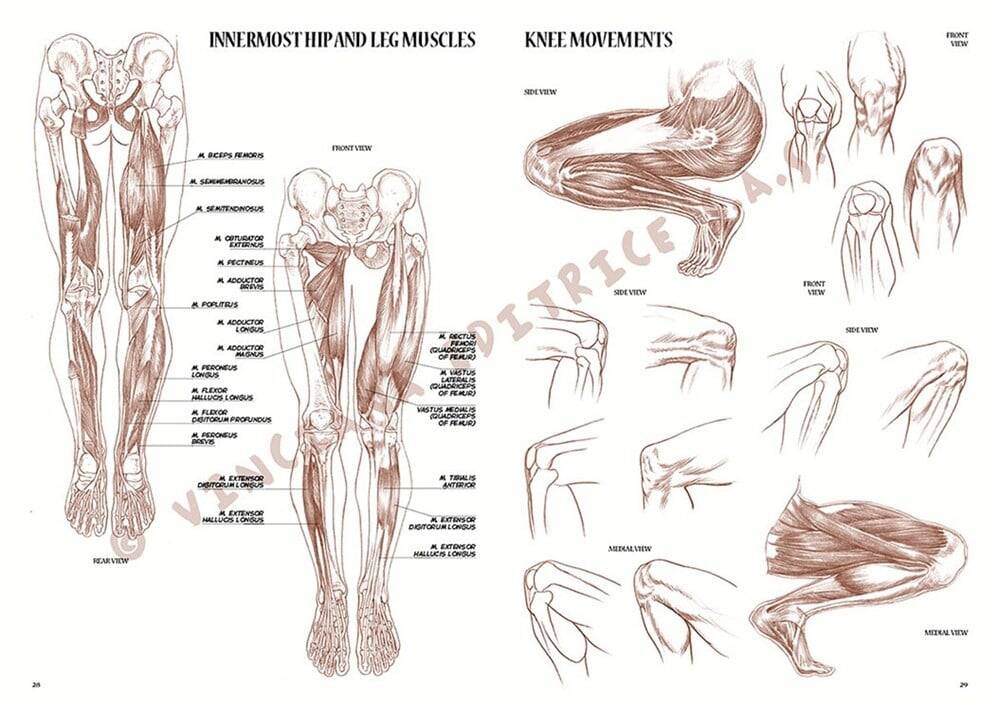 Leonardo Collection Drawing Book Anatomy For Artist N: 4 Anatomy For Painters N: 4