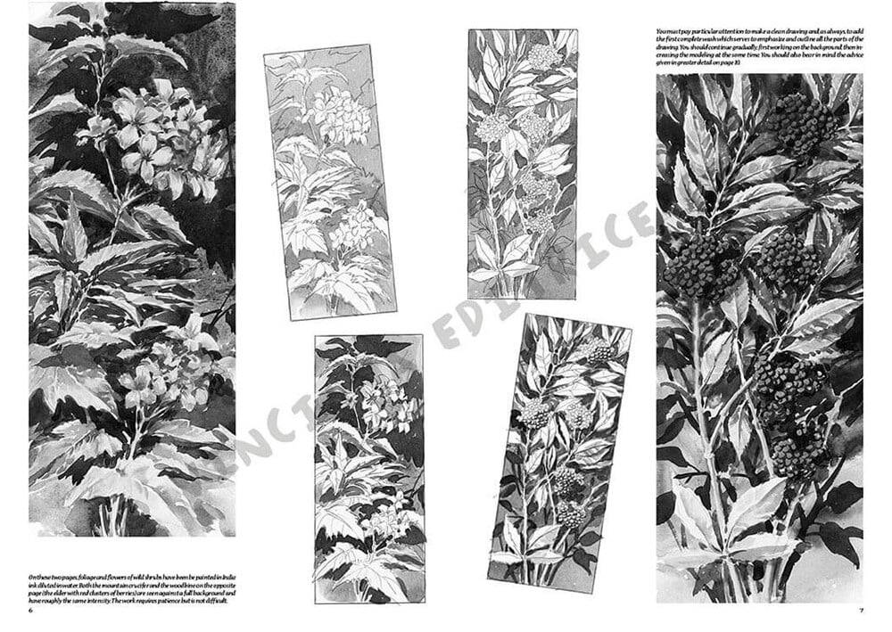 Leonardo Collection Drawing Book Flowers N: 20 Flowers N: 20