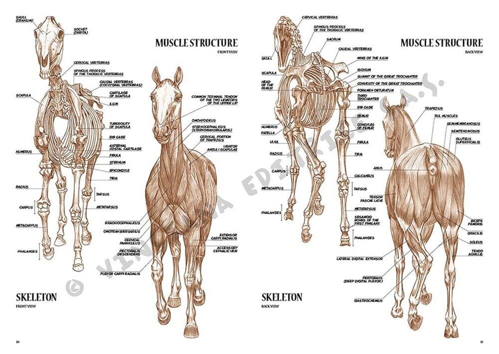 Leonardo Collection Drawing Book Horses No: 6 Horses N: 6
