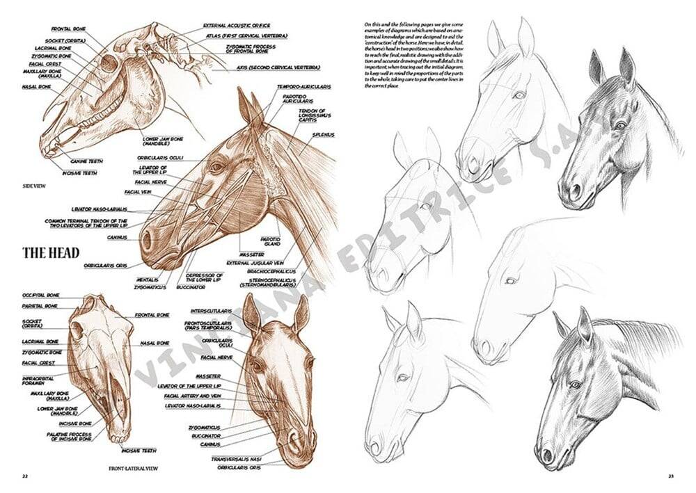 Leonardo Collection Drawing Book Horses No: 6 Horses N: 6