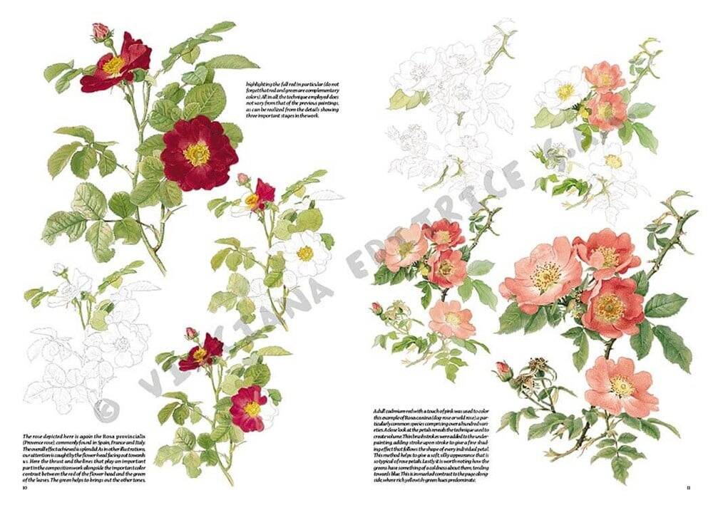 Leonardo Collection Drawing Book Roses N: 42 Roses N: 42