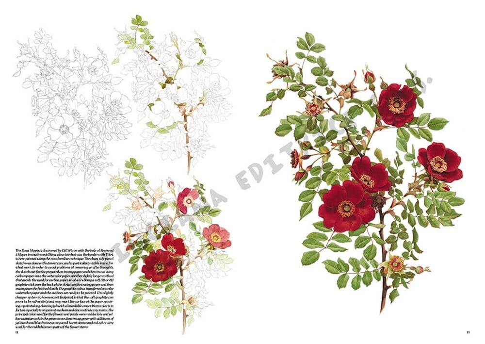 Leonardo Collection Drawing Book Roses N: 42 Roses N: 42