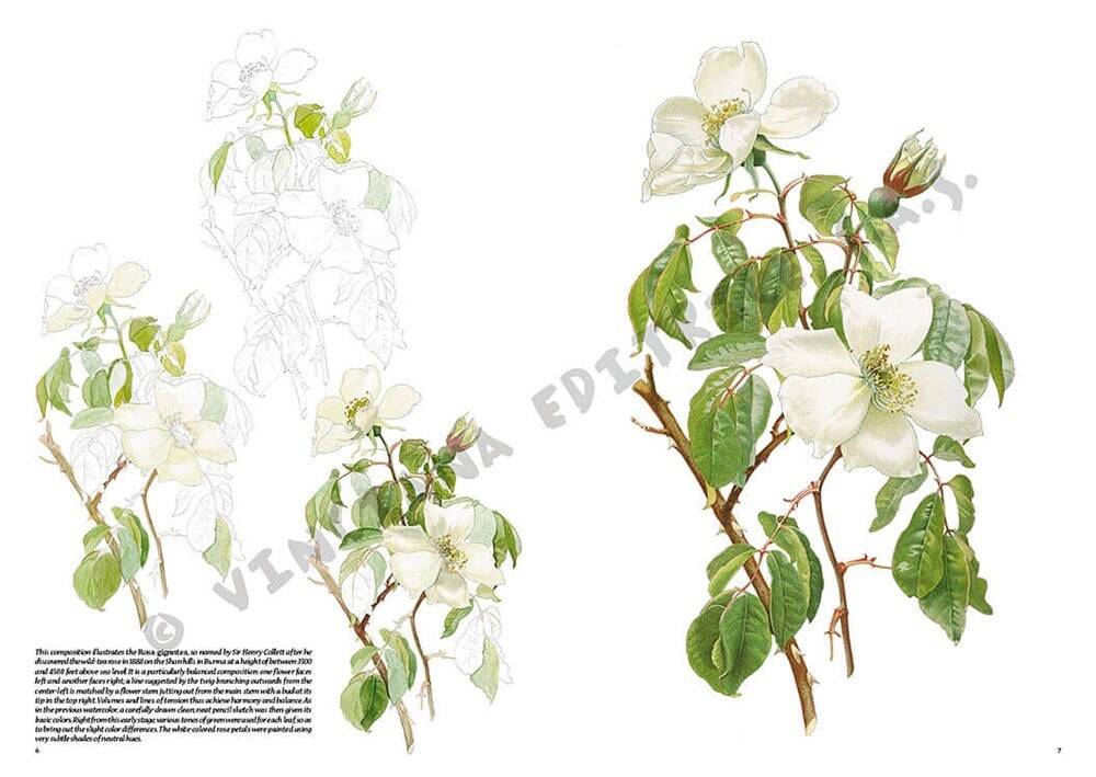 Leonardo Collection Drawing Book Roses N: 42 Roses N: 42