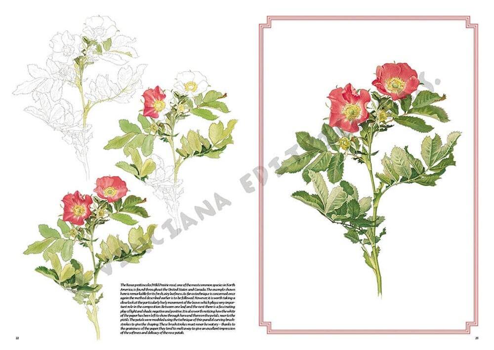 Leonardo Collection Drawing Book Roses N: 42 Roses N: 42