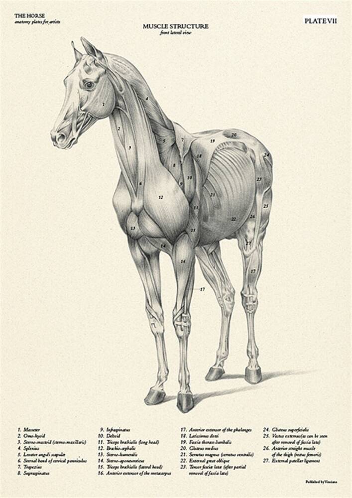 Leonardo Collection The Horse-Anatomy Plates For Artists